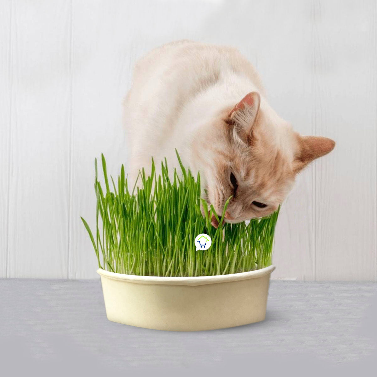 🌱 Hierba Comestible Premium para Gatos HPSM-1
