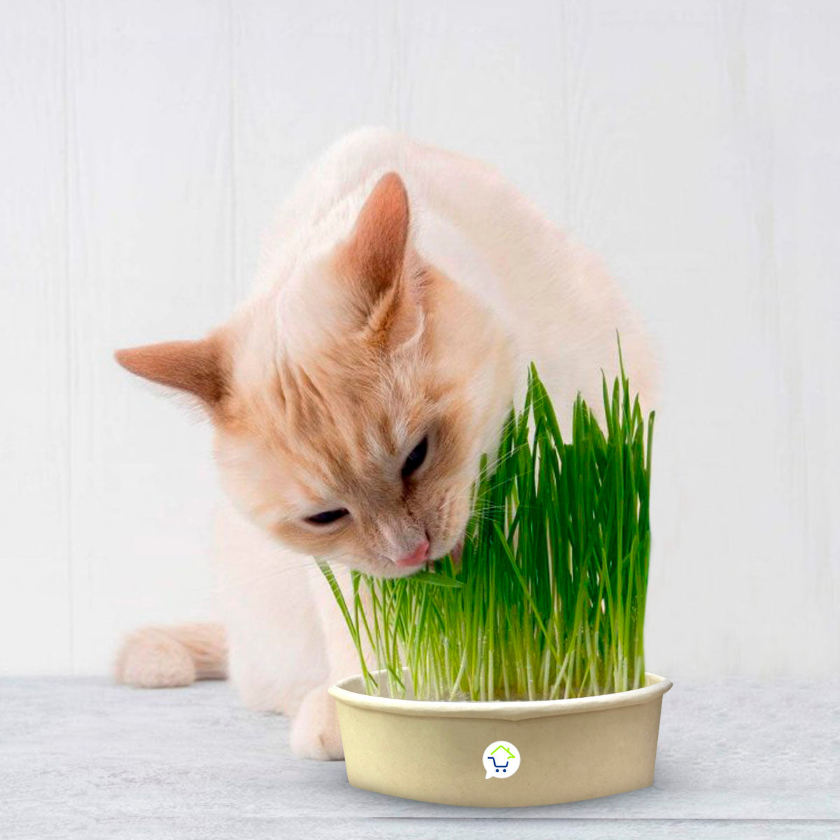 🌱 Hierba Comestible Premium para Gatos HPSM-1